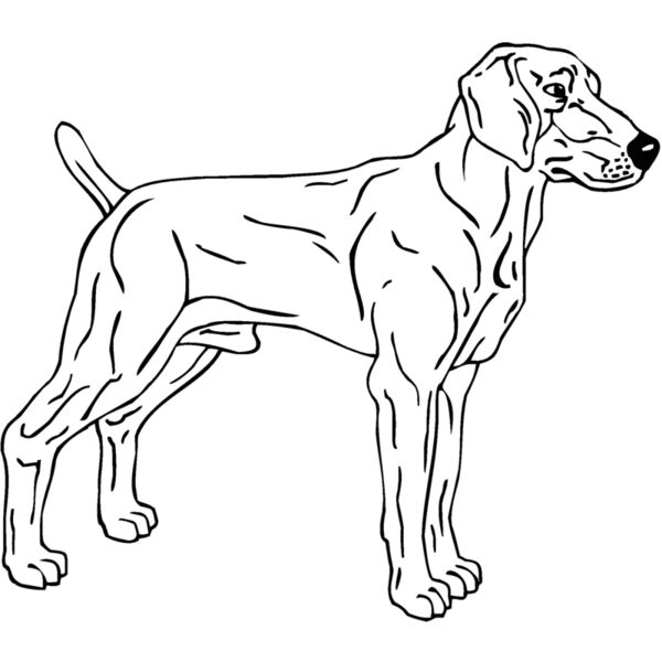 weimaraner Thumbnail