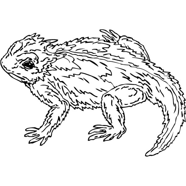 horned toad Thumbnail